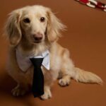 Paws & Claws Pet Neck Tie Collar