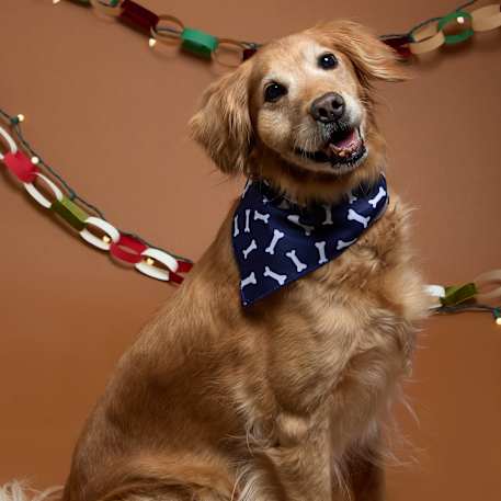 Paws & Claws Pet Bandana